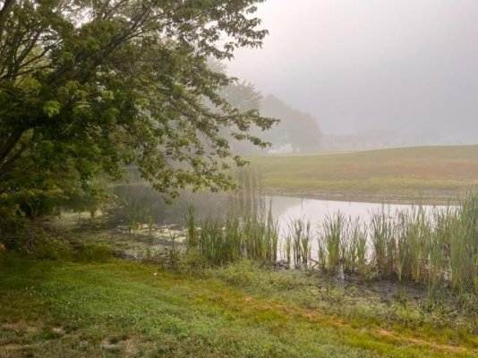 Foggy pond.jpg