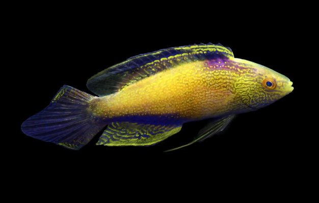 Rhomboid Wrasse Male.jpeg