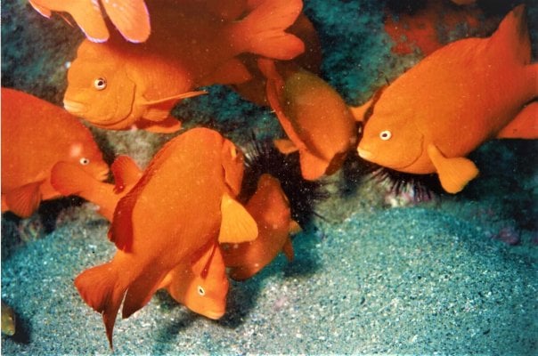 Garibaldi feeding frenzy.JPG