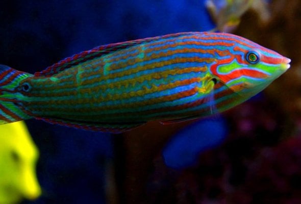 Melanurus-wrasse.jpg