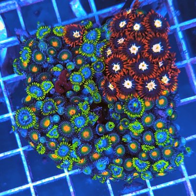 LPS TRAY (9) B grade zoa red green blue.jpg