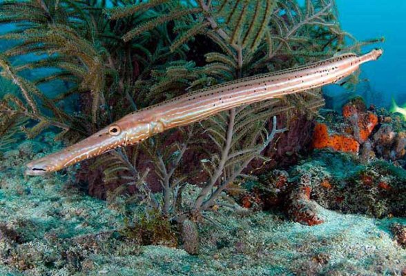 TRUMPET FISH  130.jpeg