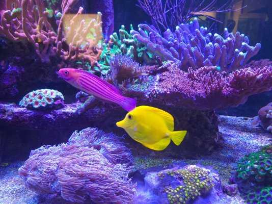 Earl's-Yellow Tang (1 of 1).jpg