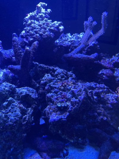 Zoas.jpg