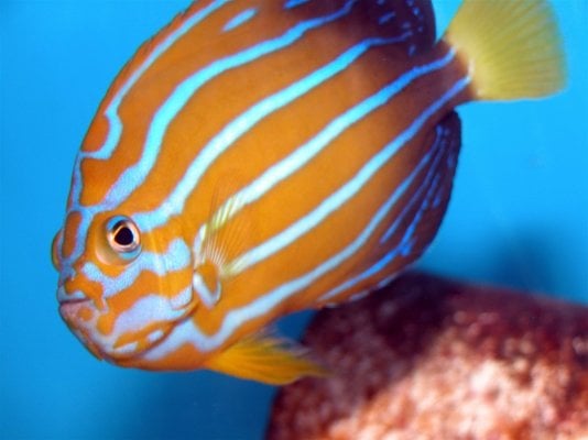 blueline angelfish.jpg