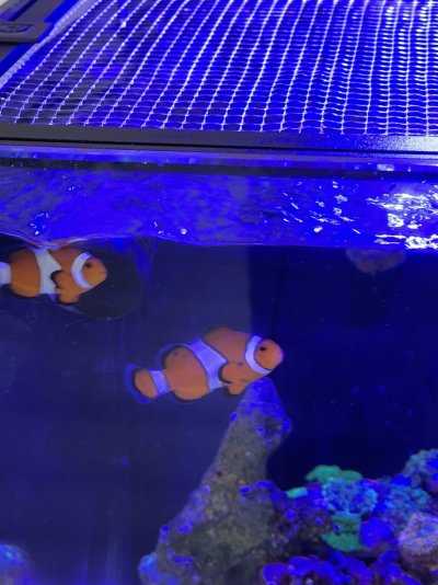 Clownfish_Balck_Spots.jpg