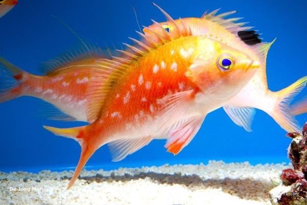 SACURA ANTHIAS PAIR JAPAN.jpeg