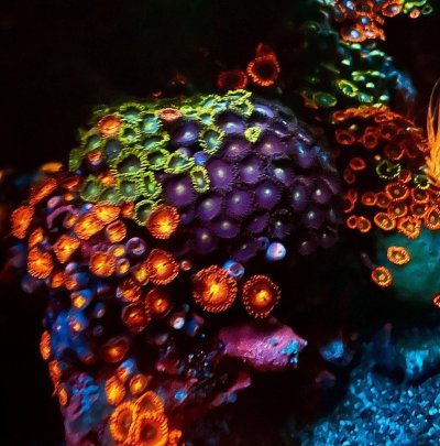 zoas2.jpg