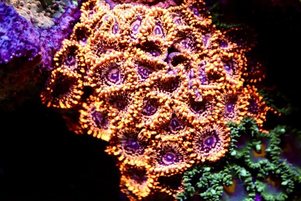 zoas.jpg