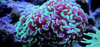 Coral 3.jpg