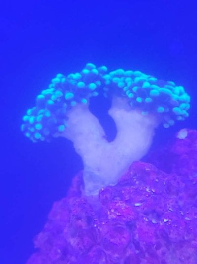 Coral 1.jpg