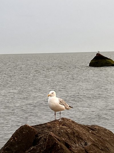 Sea gull.JPG