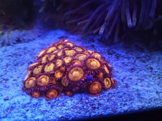 Pandora zoas.jpg