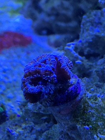 Acan.jpg