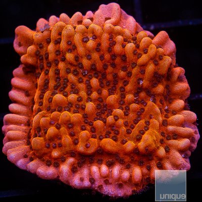 RR Nauti Spiral Montipora 59 36.JPG