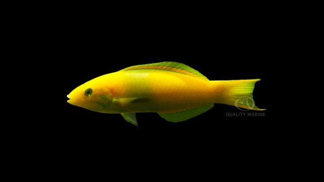 08-17-23a-thalassoma-lutescens-banana.jpg