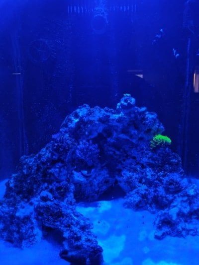 Reef Tank.jpg