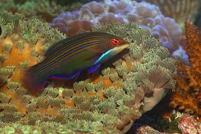 Four Line Wrasse .jpeg