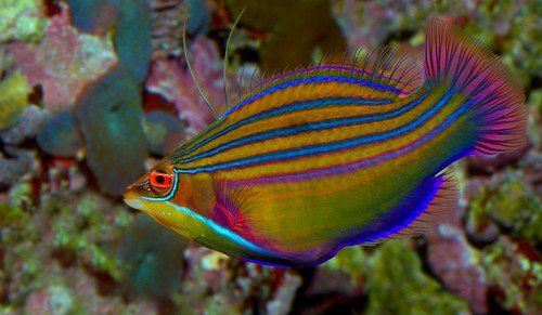 Four Line Wrasse.jpeg