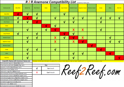 Anemone Compatibility Spreadsheet!