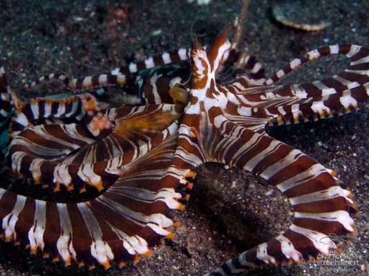 Wunderpus Octopus1.jpg