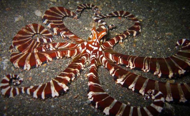 Wunderpus Octopus.jpeg