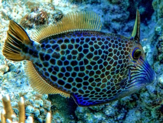 Honeycomb Filefish (Cantherhines Pardalis).jpeg