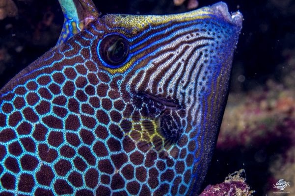 Honeycomb Filefish (Cantherhines Pardalis). .jpeg