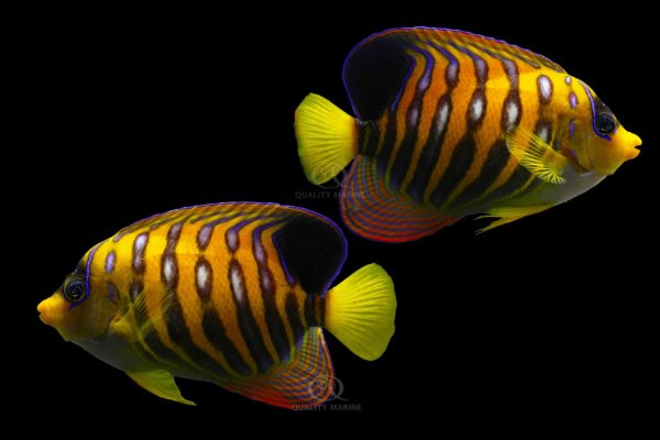 9-28-23-aberrant-regal-angelfish.jpg