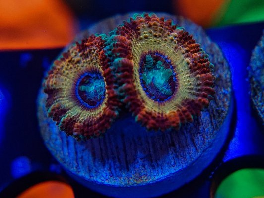 Helix Nebula Acan.jpg