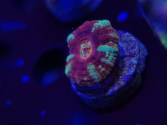 Purple Pincushion Acan.jpg