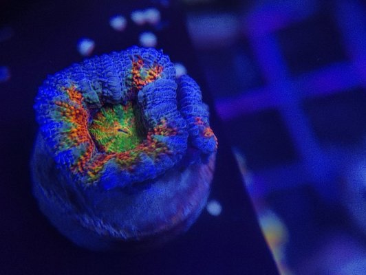 Rainbow Acan.jpg