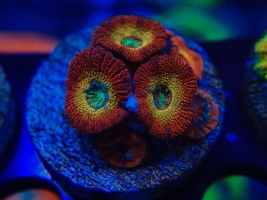 Ruby Rainbow Acan.jpg