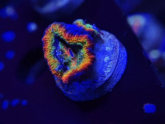 Skittlez Acan.jpg