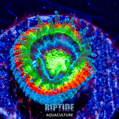 Riptideaquaculture --6.jpg