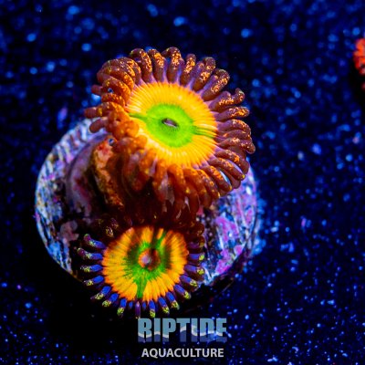 Riptideaquaculture -1272.jpg