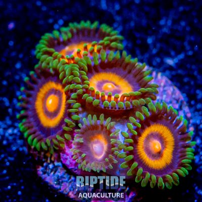 Riptideaquaculture -1287.jpg