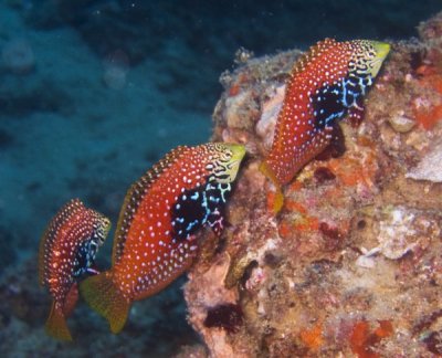 'Pairing' Wrasses: That's Not How Any of this Works!