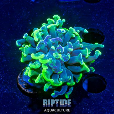 Riptideaquaculture --8.jpg