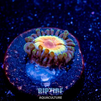 Riptideaquaculture -1312.jpg