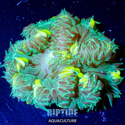 Riptideaquaculture -1349.jpg