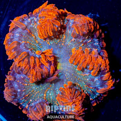 Riptideaquaculture -1366.jpg