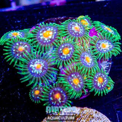 Riptideaquaculture -1398.jpg