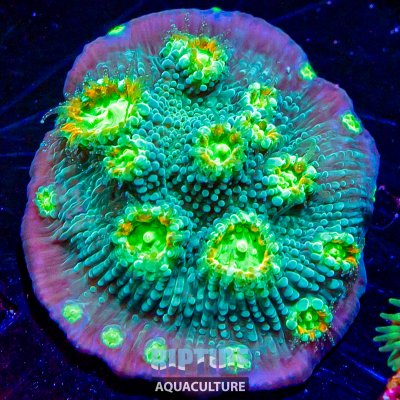 Riptideaquaculture -1414.jpg