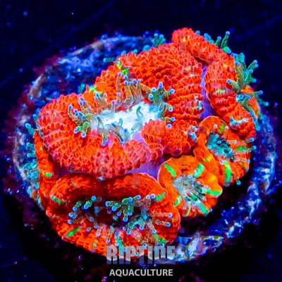 Riptideaquaculture -1421.jpg