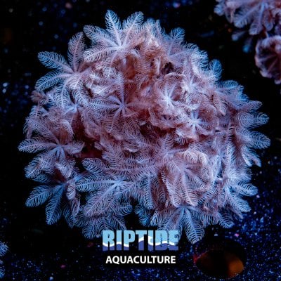 Riptideaquaculture -.jpg