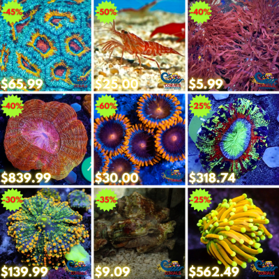 REEF2REEF COLLAGE.png