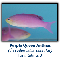 6purplequeen copy.png