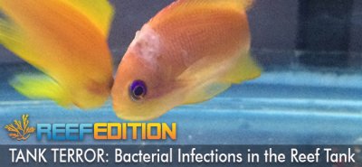 TANK TERROR: Bacterial Infections In The Reef Tank