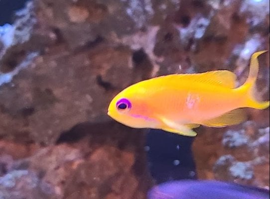 2nd anthias 3.JPG